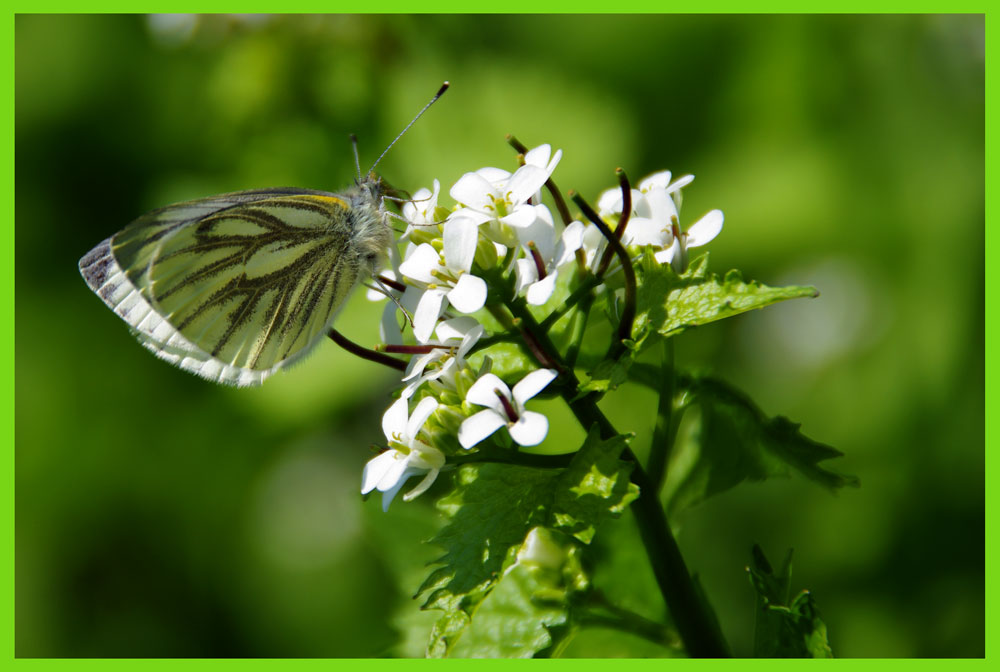 Ein Schmetterling den jeder kennt.