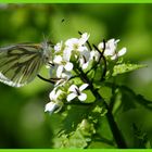 Ein Schmetterling den jeder kennt.