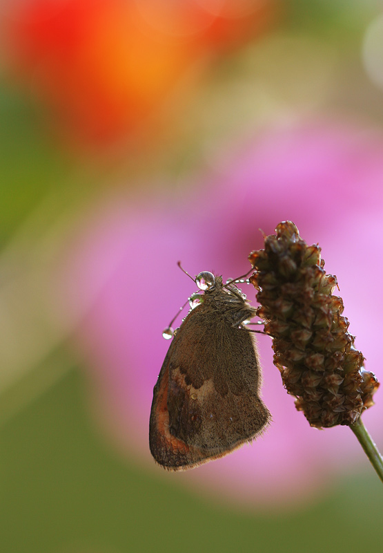 Ein Schmetterling, der eine Brille tragen muss