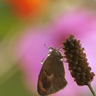 Ein Schmetterling, der eine Brille tragen muss