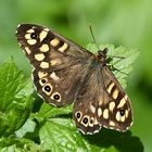 EIN SCHMETTERLING DER LICHTUNGEN