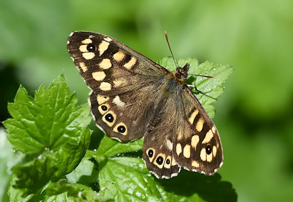 EIN SCHMETTERLING DER LICHTUNGEN