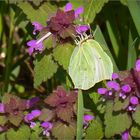 Ein Schmetterling ....