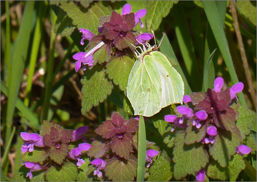 Ein Schmetterling ....