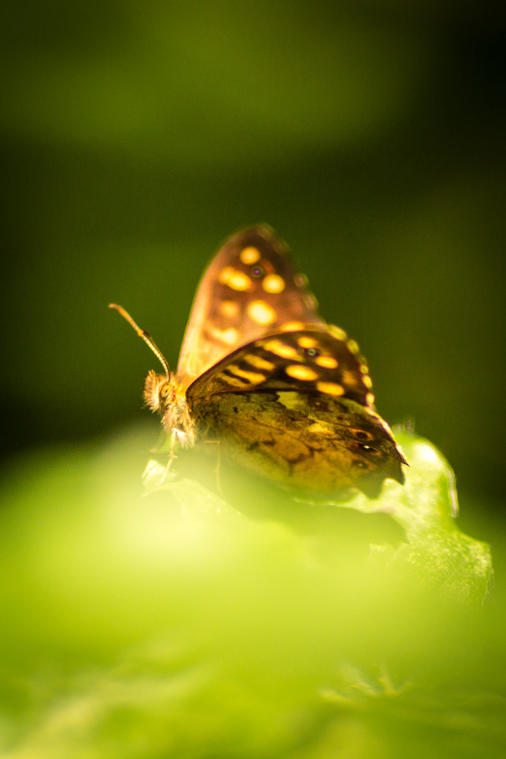 Ein Schmetterling