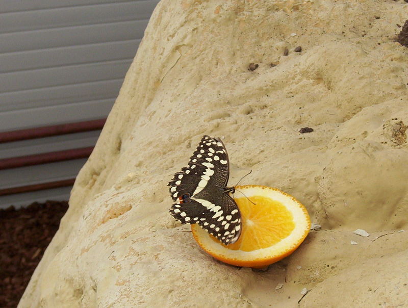 Ein Schmetterling