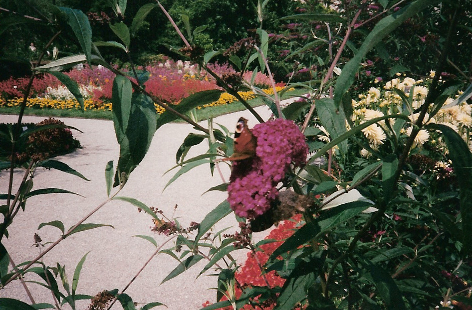 Ein Schmetterling