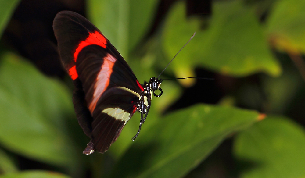 Ein Schmetterling - evtl. Heliconius melpomene