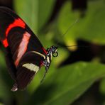 Ein Schmetterling - evtl. Heliconius melpomene