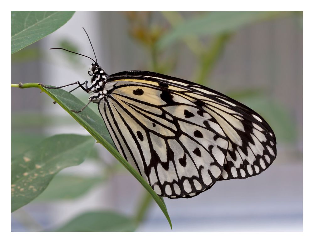 Ein Schmetterling