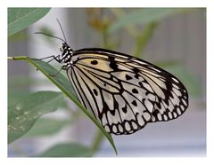 Ein Schmetterling