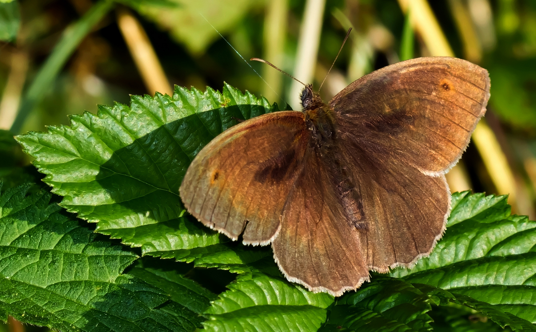 Ein Schmetterling .....