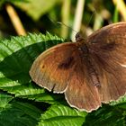 Ein Schmetterling .....