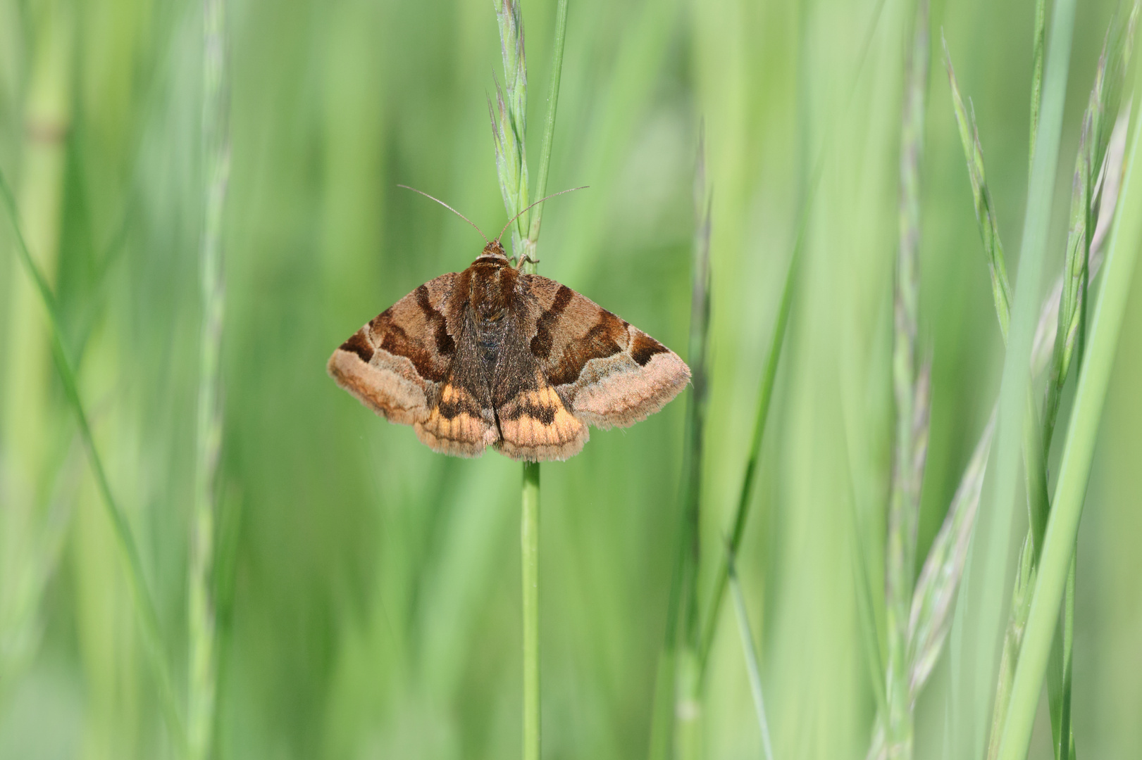 Ein Schmetterling