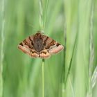 Ein Schmetterling