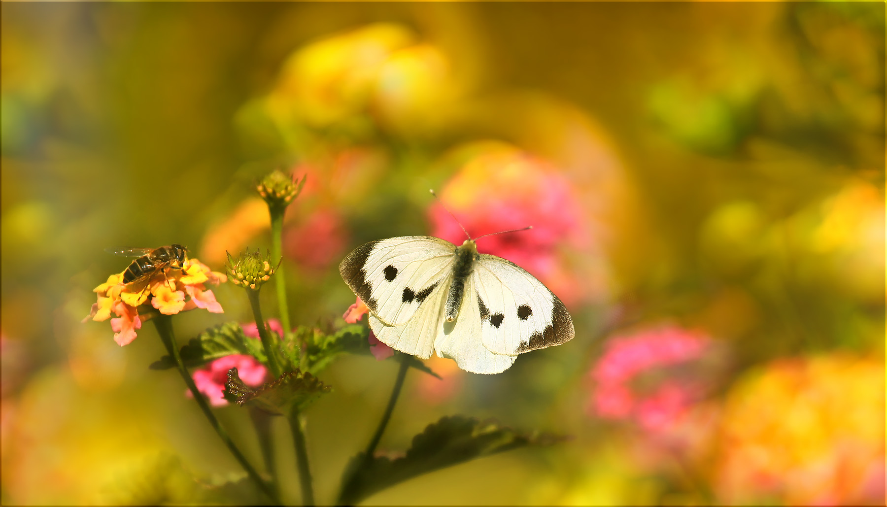 ein schmetterling flattert durch die lüfte ...