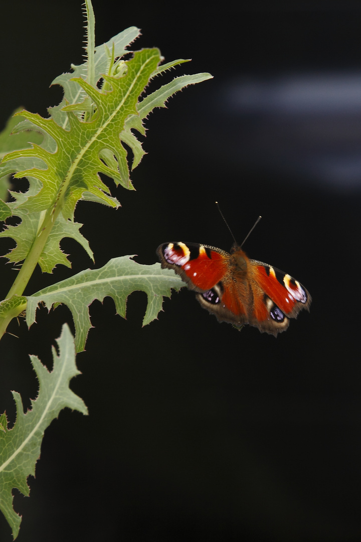 ..ein Schmetterling genießt den Feiertag