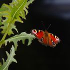 ..ein Schmetterling genießt den Feiertag