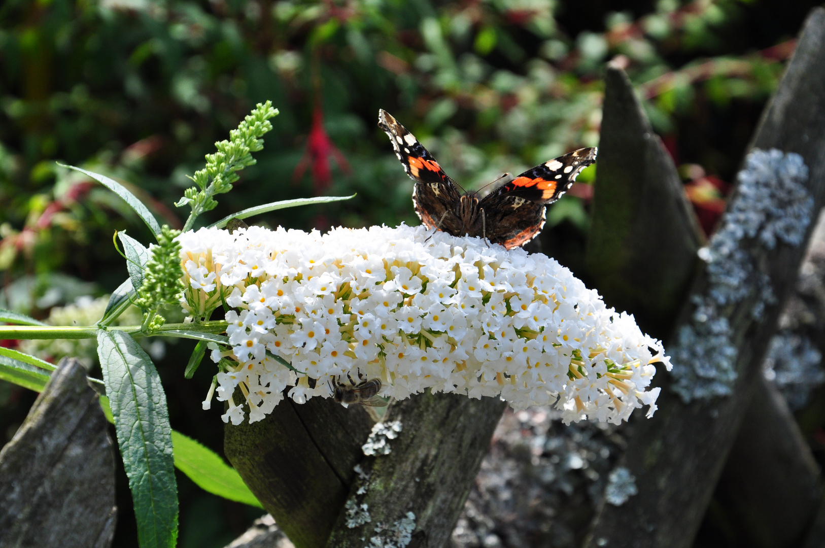 Ein Schmetterling genießt die Aufmerksamkeit..