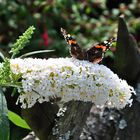 Ein Schmetterling genießt die Aufmerksamkeit..