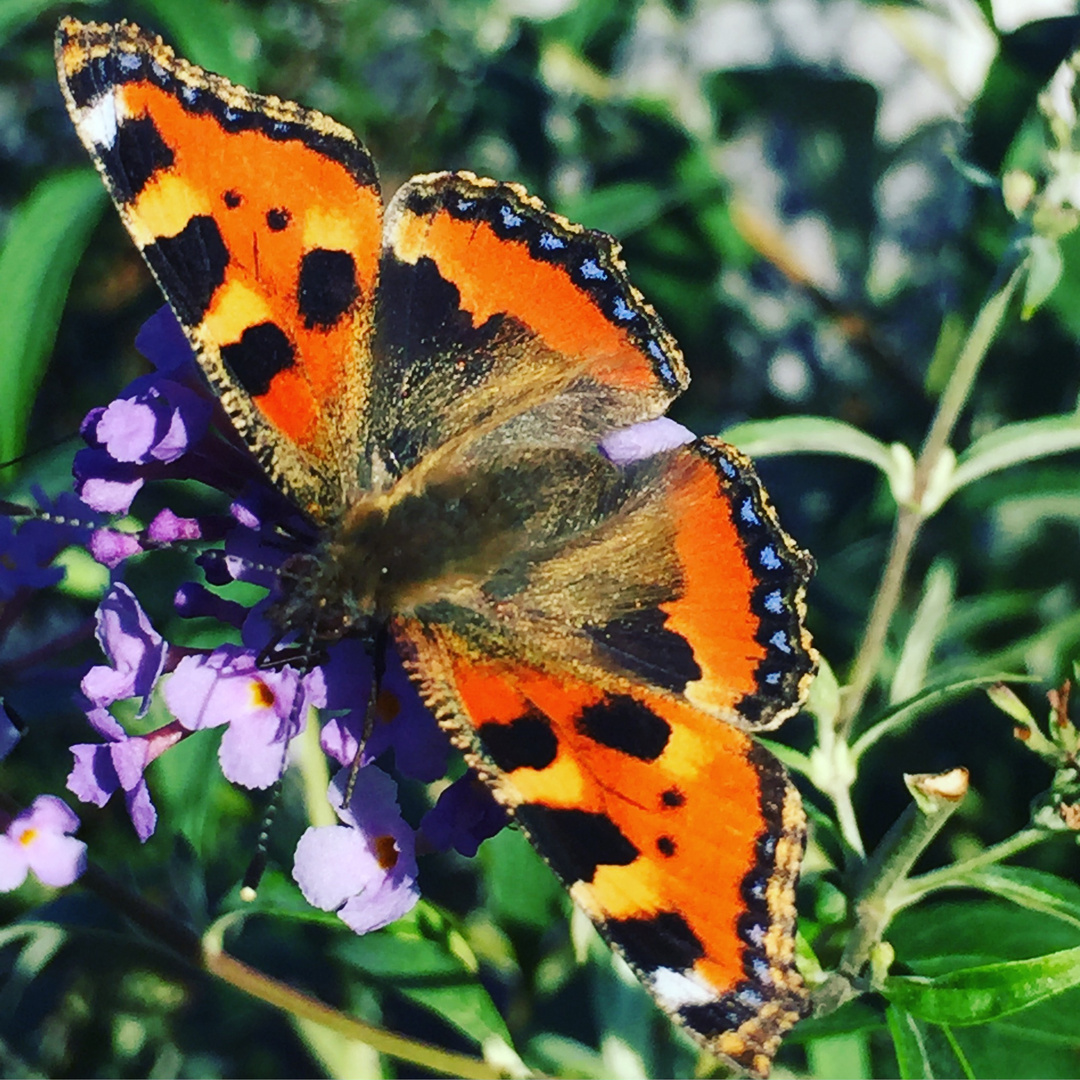 ein Schmetterling genießt die Sonne 