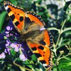 ein Schmetterling genießt die Sonne 