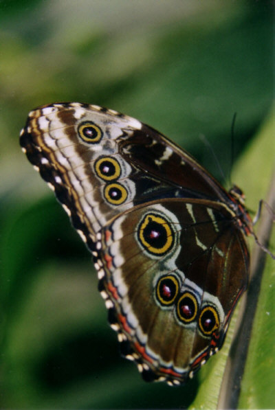 ein Schmetterling hängt rum