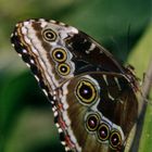 ein Schmetterling hängt rum