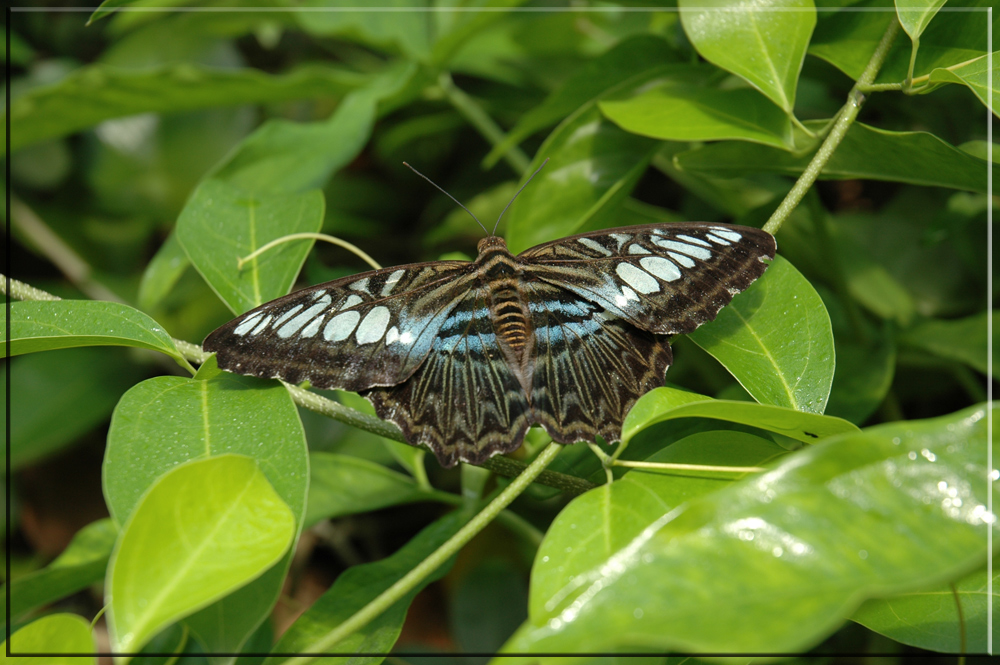 ein Schmetterling halt....