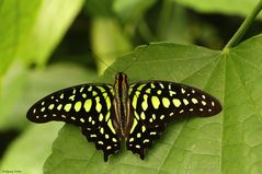 Ein Schmetterling im