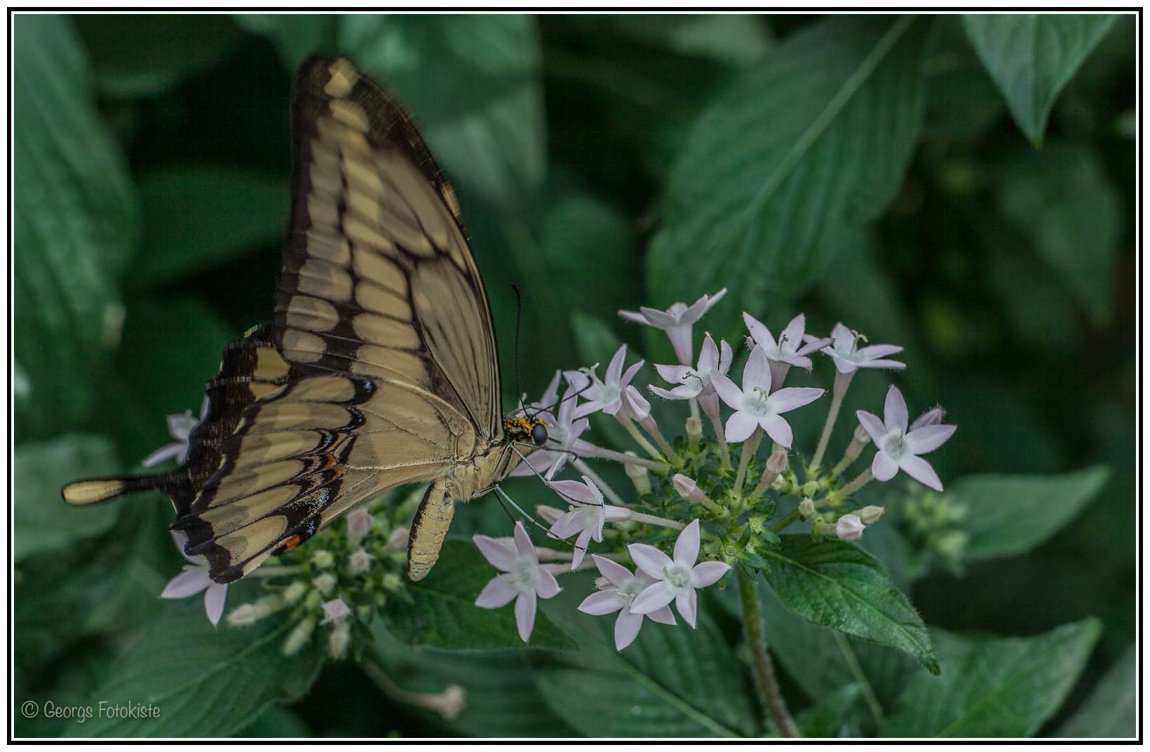 Ein Schmetterling im Anflug