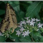 Ein Schmetterling im Anflug