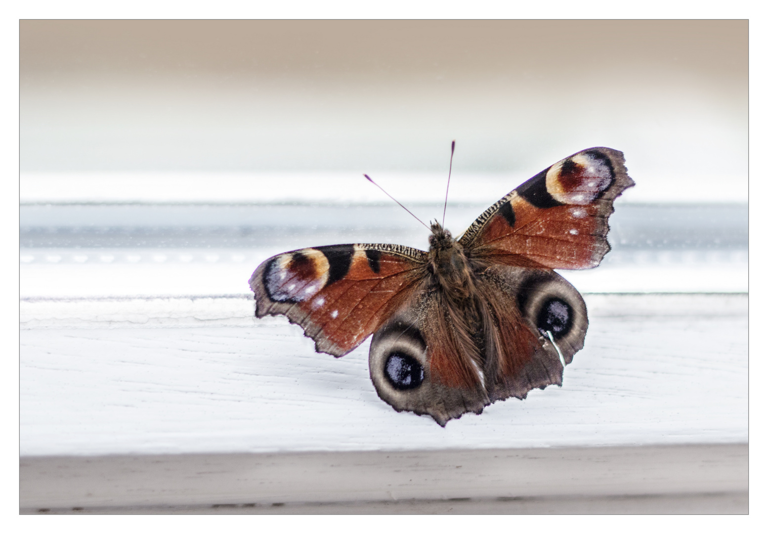 Ein Schmetterling im Dezember