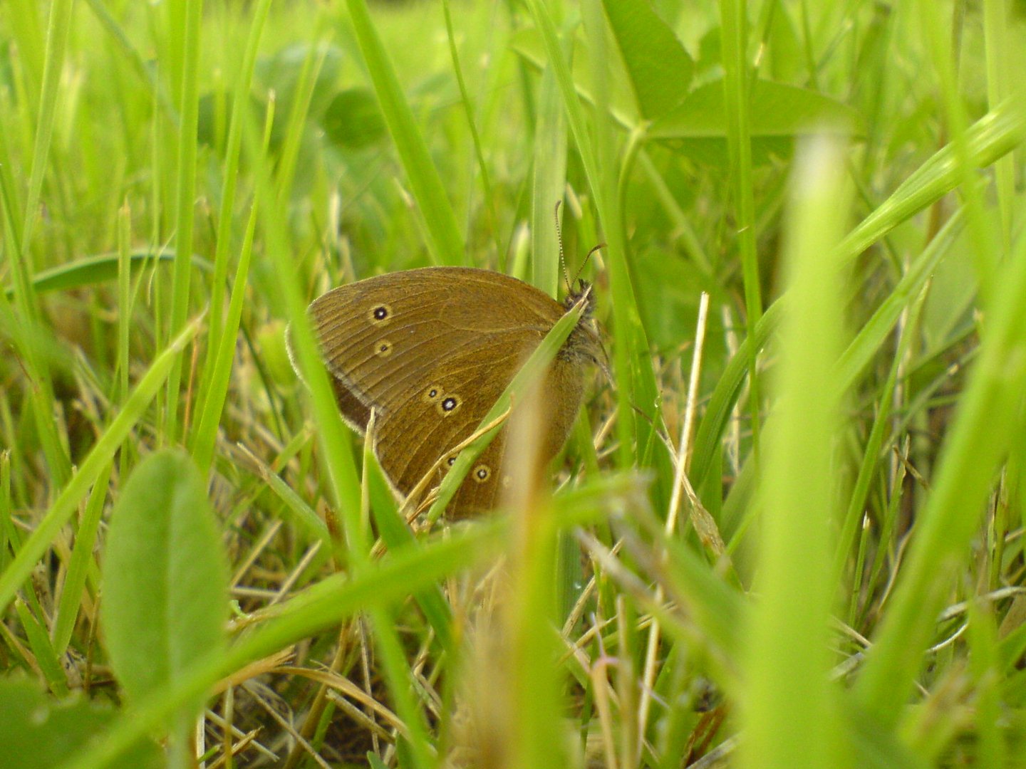 Ein Schmetterling im Gras