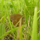 Ein Schmetterling im Gras