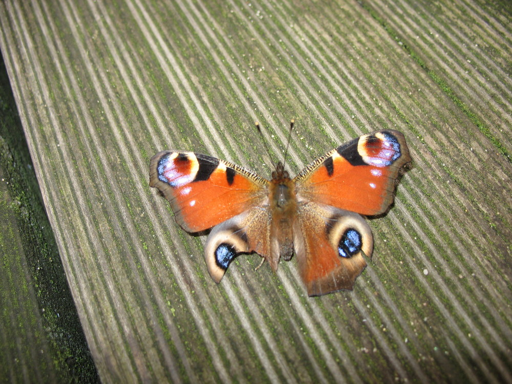 Ein Schmetterling im November 2008