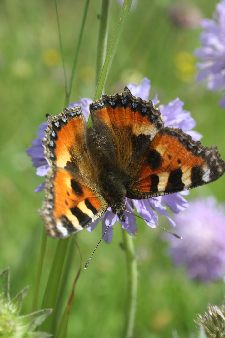 Ein Schmetterling im Schwarzwald