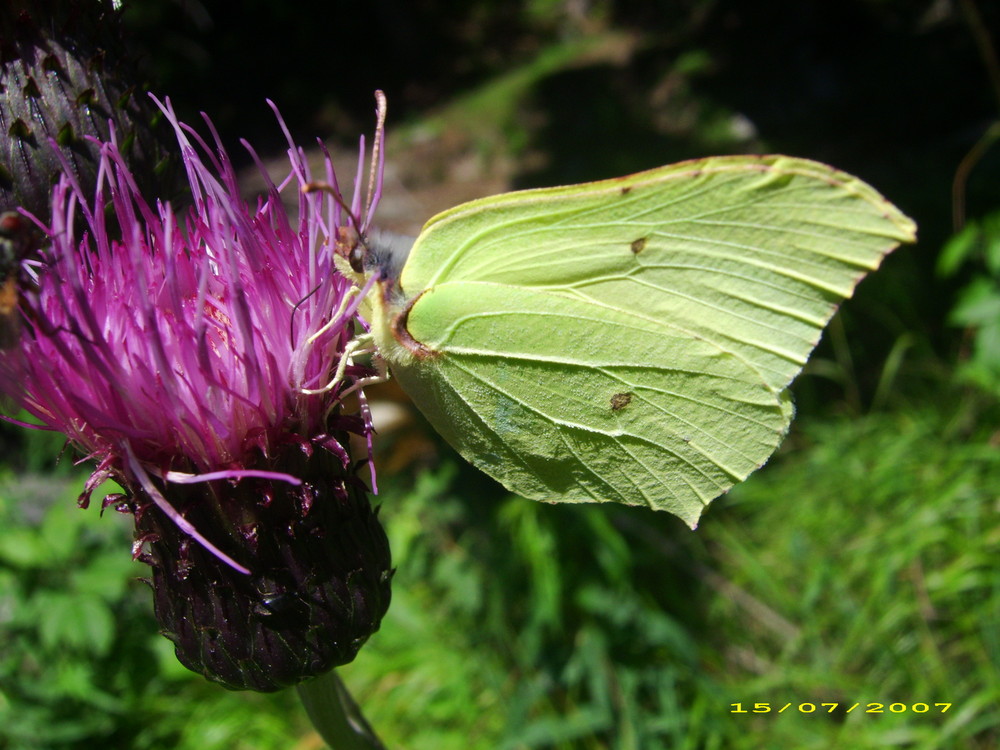 ein Schmetterling im Sommer