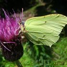 ein Schmetterling im Sommer