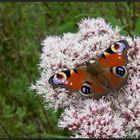 Ein Schmetterling im Wasserbett...