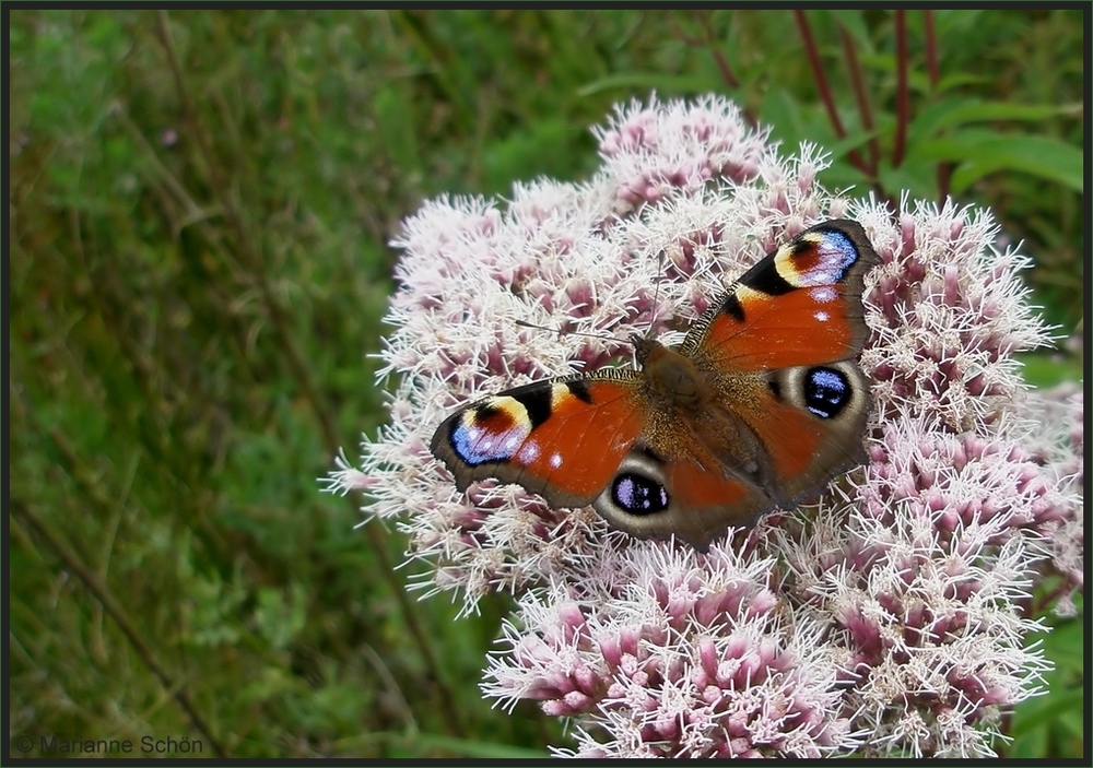 Ein Schmetterling im Wasserbett...