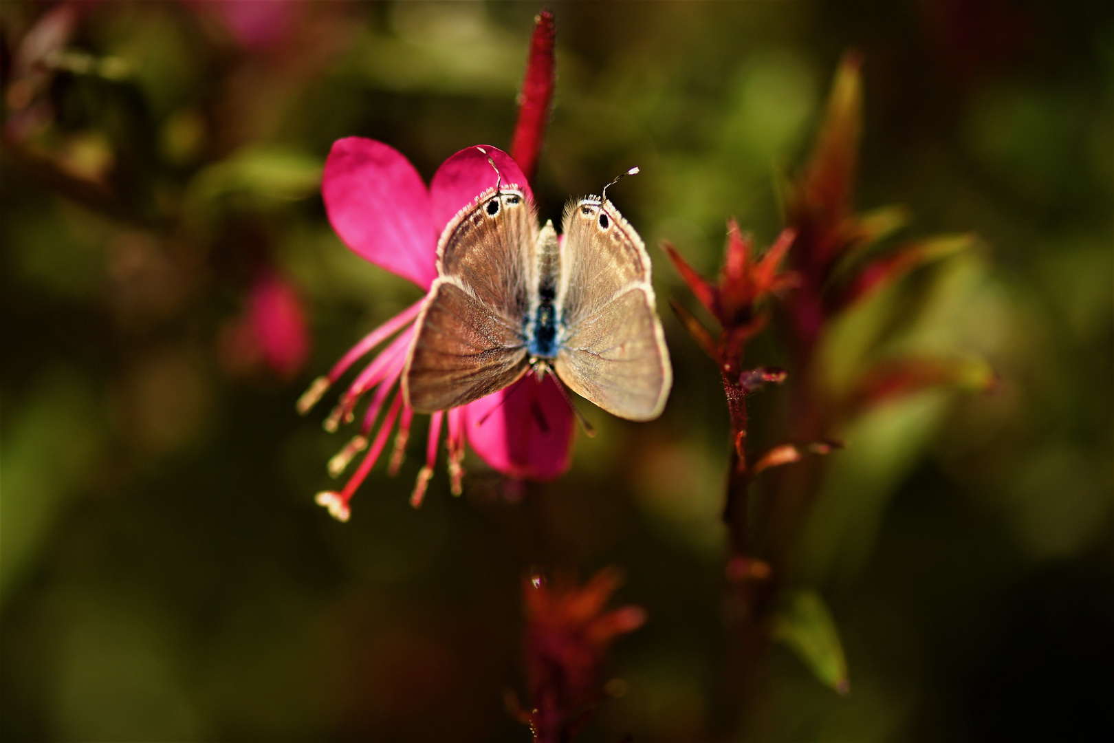 Ein Schmetterling im Winter... Foto & Bild | tiere, wildlife, garten