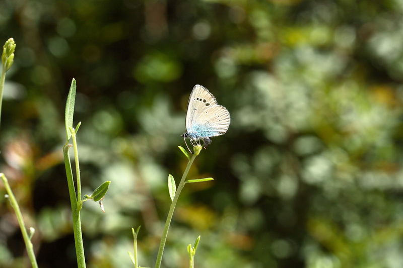 Ein Schmetterling in Croatien