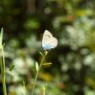 Ein Schmetterling in Croatien