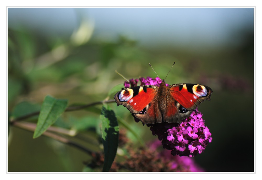 Ein Schmetterling kann einen Taifun auslösen....