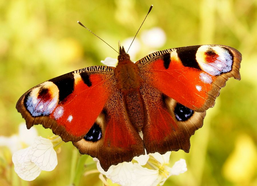 Ein Schmetterling kommt selten allein