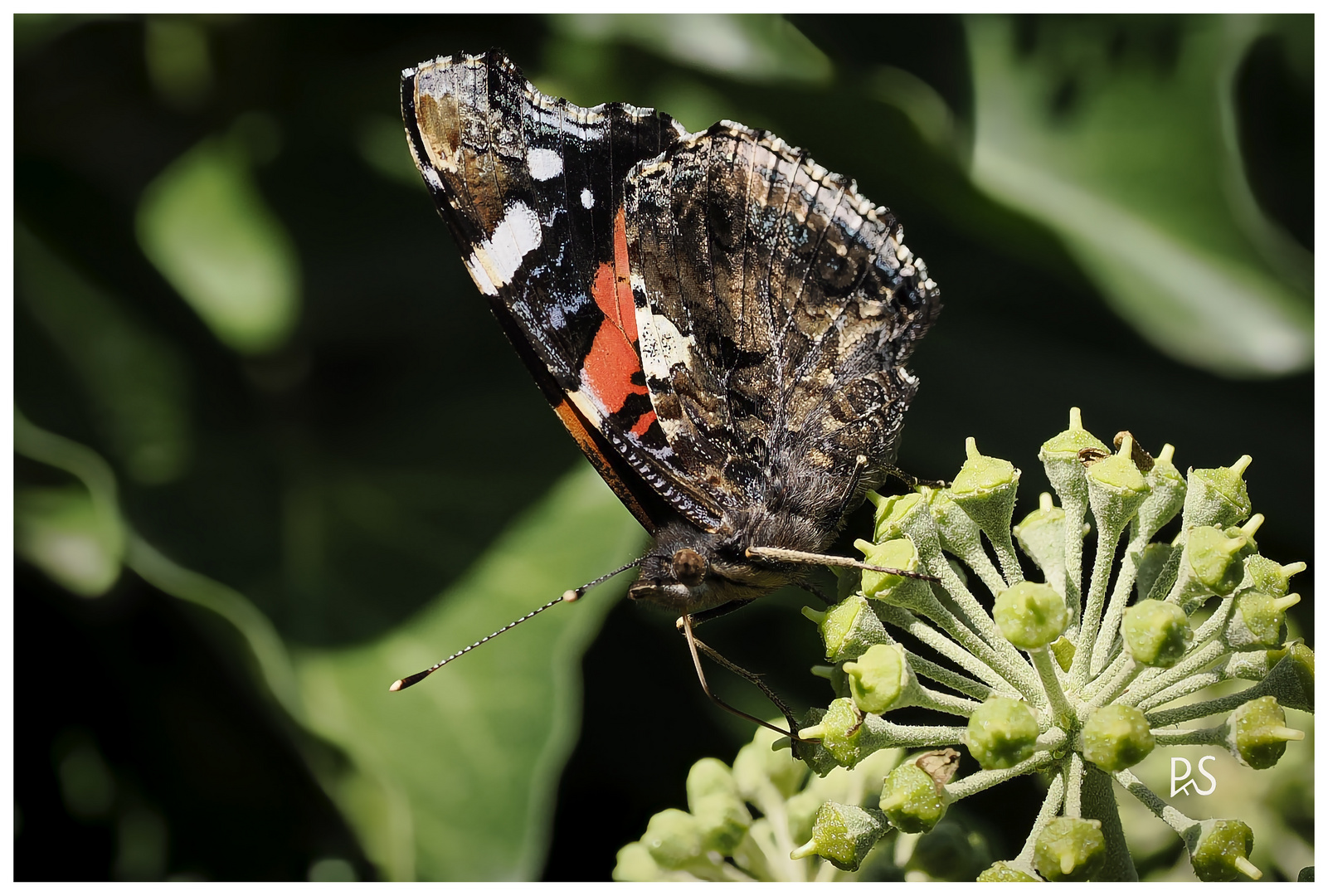 Ein Schmetterling labt sich am Efeu