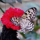 ein Schmetterling macht Pause