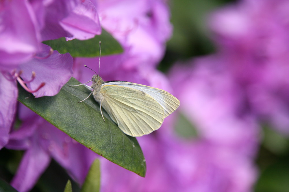 Ein Schmetterling macht Pause