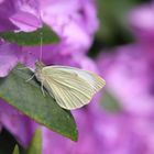 Ein Schmetterling macht Pause